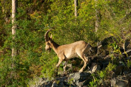 ibex on a background of green forest in the mountains, Khakasia, Russiaの写真素材