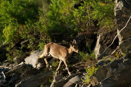 ibex on a background of green forest in the mountains, Khakasia, Russiaの写真素材