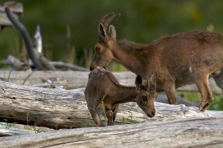 young ibex close up on a background of green grass, Khakasia, Russiaの写真素材