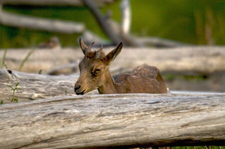 young ibex close up on a background of green grass, Khakasia, Russiaの写真素材