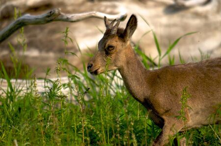 young ibex close up on a background of green grass, Khakasia, Russiaの写真素材