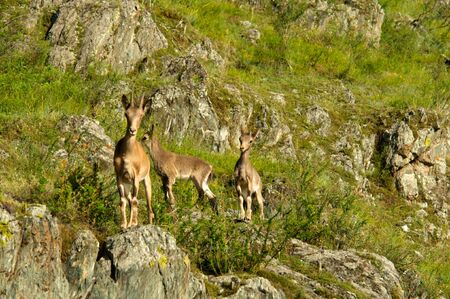 ibex on a background of green forest in the mountains, Khakasia, Russiaの写真素材