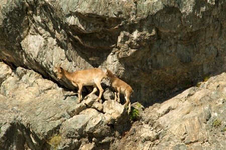 ibex swarm up mountains in Khakasia, Russiaの写真素材