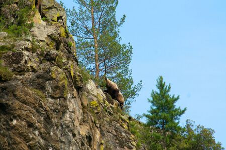 wild little Brown Bear, Ursus arctos, up the hill, Khakasia, Russiaの写真素材