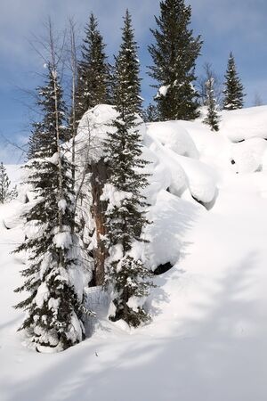 Frozen winter forest on a background of gray sky, Russiaの写真素材