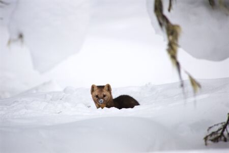 Sable on a background of snowdrifts Russiaの写真素材