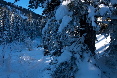 Winter icy forest in the background of blue skyの写真素材