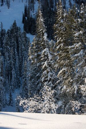 Beautiful winter landscape with snow covered trees, Altayの写真素材