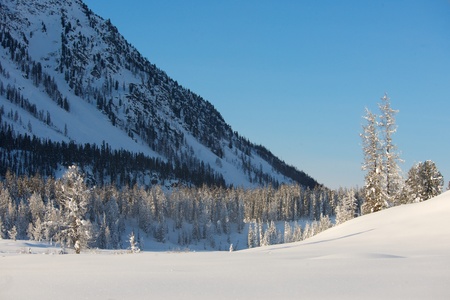 Beautiful winter landscape with snow covered trees, Altayの写真素材