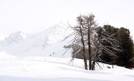 lonely dry tree on a background of mountains in winter, Altayの写真素材