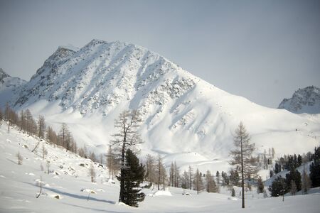 Beautiful winter landscape with snow covered trees, Altayの写真素材