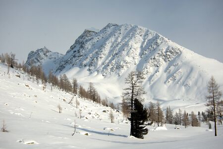 Beautiful winter landscape with snow covered trees, Altayの写真素材