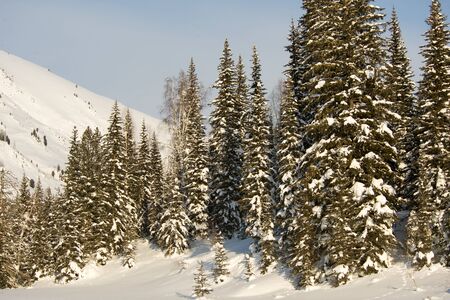 Beautiful winter landscape with snow covered trees, Altayの写真素材
