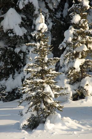 Beautiful winter landscape with snow covered trees, Altayの写真素材