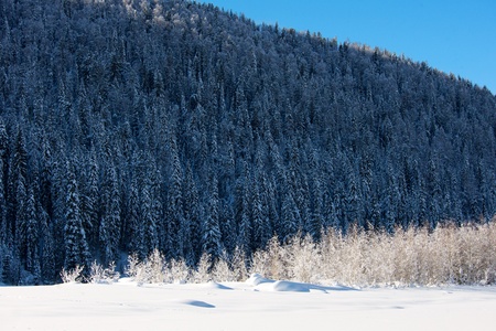 Beautiful winter landscape with snow covered trees, Altayの写真素材