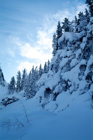 Beautiful winter landscape with snow covered trees, Altayの写真素材