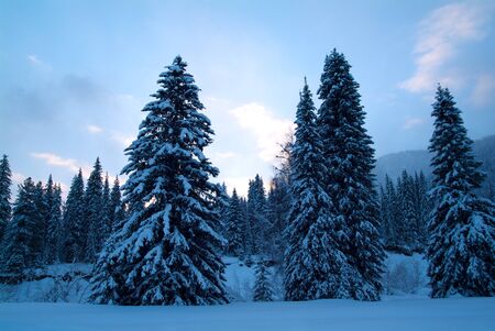 Beautiful winter landscape with snow covered trees, Altayの写真素材