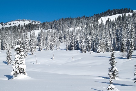 Beautiful winter landscape with snow covered trees, Altayの写真素材
