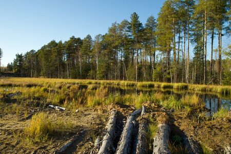 Drift wood on the marshes in the forests of the Altaiの写真素材