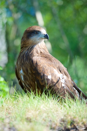 Close-up of hawk's head, beautiful feather detail and a powerful, determined gazeの写真素材