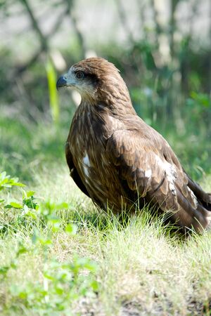 Close-up of hawk's head, beautiful feather detail and a powerful, determined gazeの写真素材