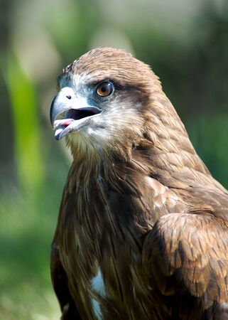 Close-up of hawk's head, beautiful feather detail and a powerful, determined gazeの写真素材