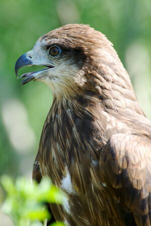Close-up of hawk's head, beautiful feather detail and a powerful, determined gazeの写真素材