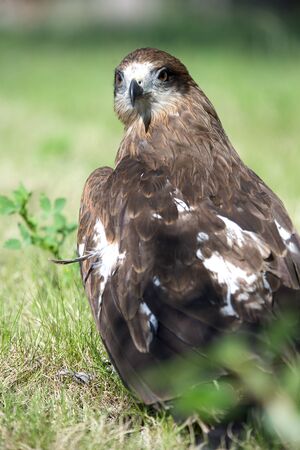 Close-up of hawk's head, beautiful feather detail and a powerful, determined gazeの写真素材
