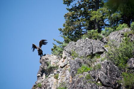 Bird of prey in flight for stalking prey on a blue sky backgroundの写真素材