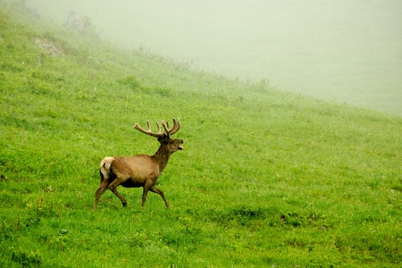 A lone a maral running around on the green grass in the fog, Siberian stagの写真素材