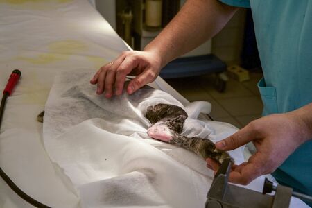 Operation on the rabbits pawの写真素材