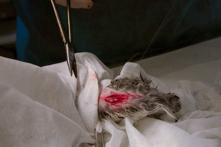 Operation on the rabbits pawの写真素材