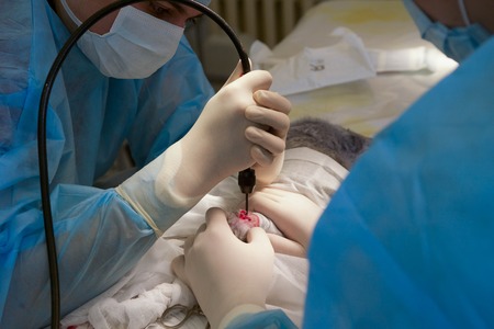 Operation on the rabbits pawの写真素材