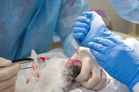 Operation on the rabbits pawの写真素材