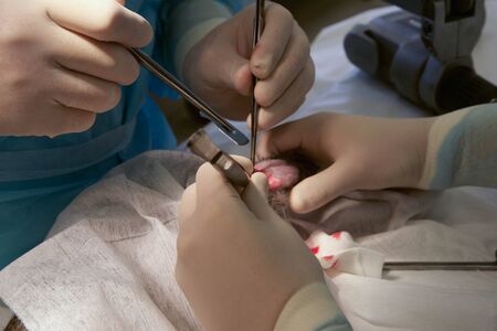 Operation on the rabbits pawの写真素材