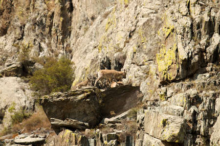 The family of mountain goatsの写真素材