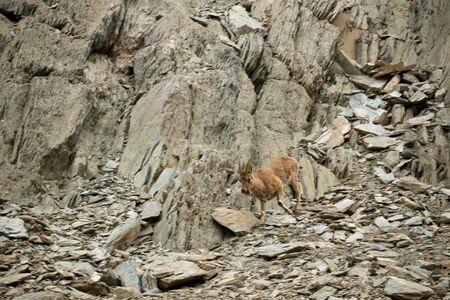 Mountain goat descends on stonesの写真素材