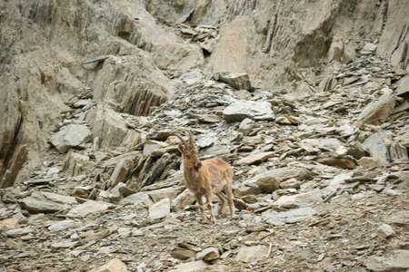 Mountain goat descends on stonesの写真素材