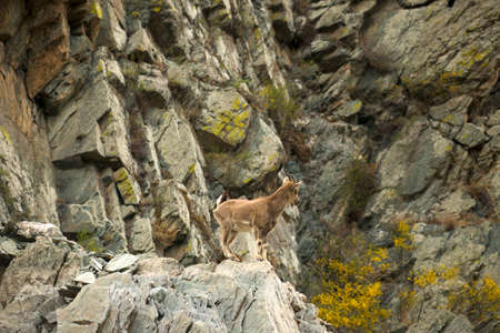 Mountain goat climbs the rocksの写真素材