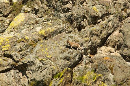 Mountain goat descends on stonesの写真素材