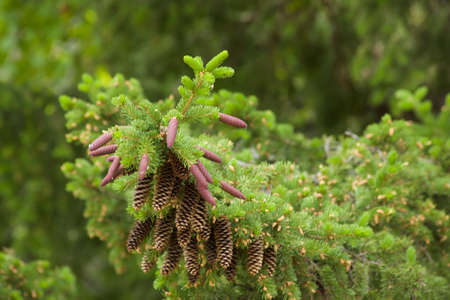 Blue spruce tree close-upの写真素材