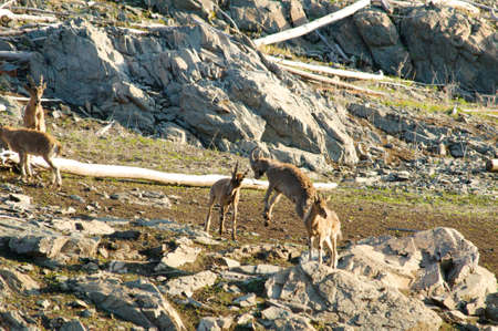 The family of mountain goatsの写真素材