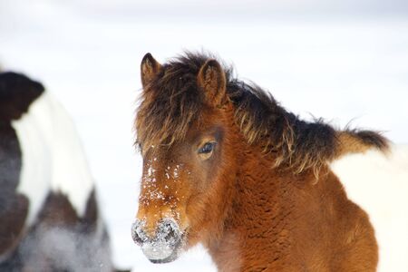 A red pony is standing in the snowの写真素材
