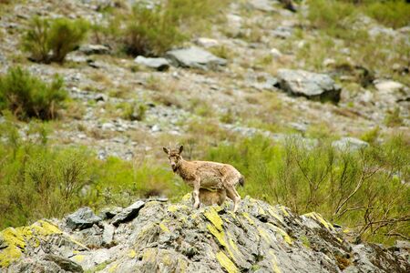 Mountain goat descends on stonesの写真素材
