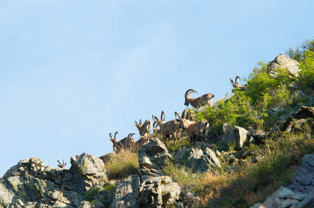 The family of mountain goatsの写真素材