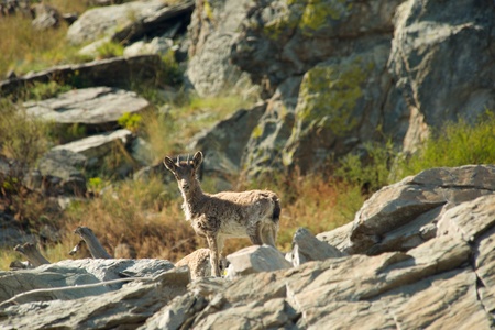Mountain goat descends on stonesの写真素材