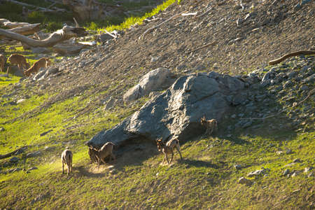 The family of mountain goatsの写真素材