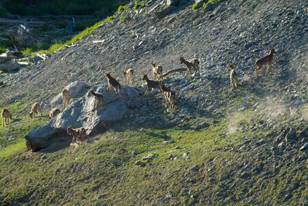 The family of mountain goatsの写真素材