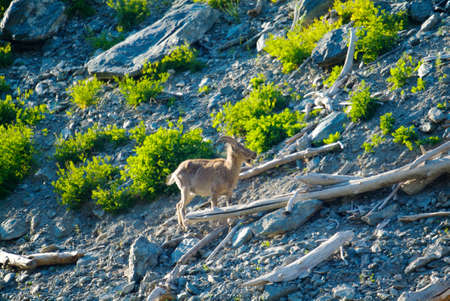 Mountain goat descends on stonesの写真素材