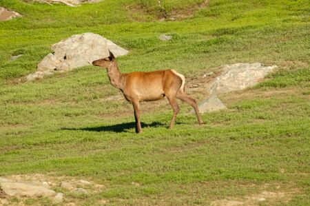 A lone deer on a green meadow, Sayanyの写真素材
